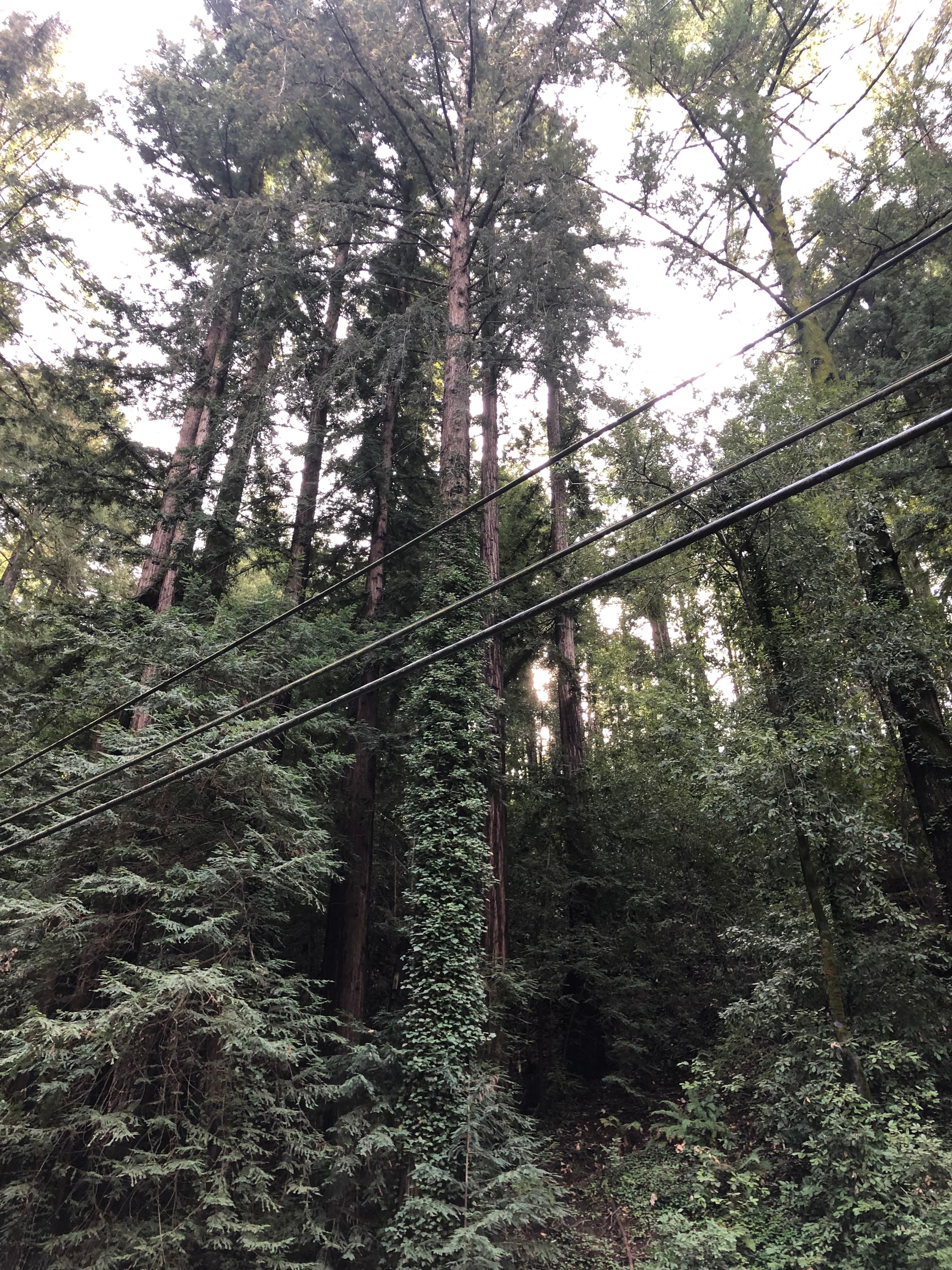 Majestic trees are present on the property